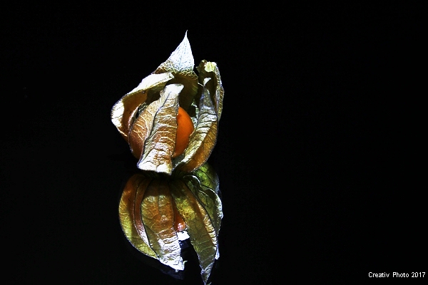 Physalis