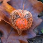 Physalis (1/4)