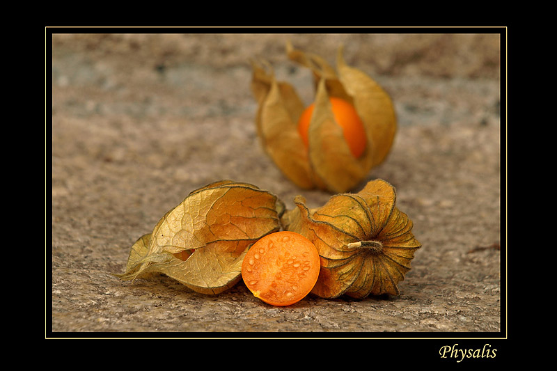 Physalis