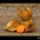 Physalis