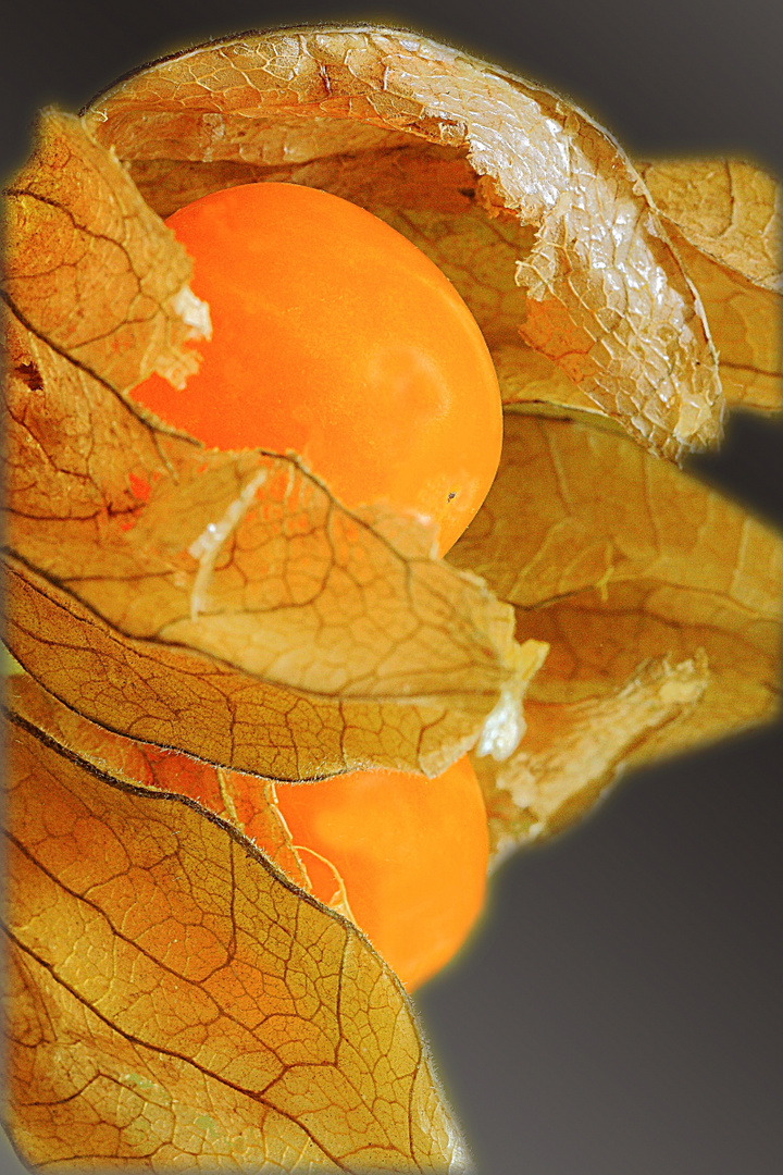 Physalis