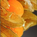 Physalis