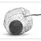 *Physalis*