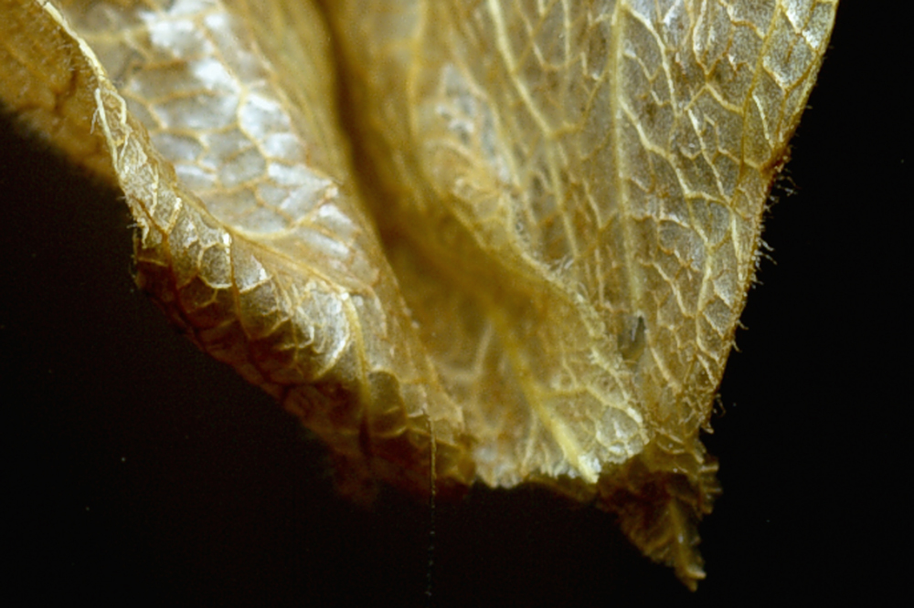 Physalis