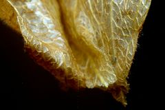 Physalis