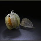 '' Physalis ''