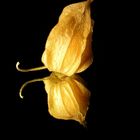 Physalis