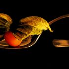  Physalis 