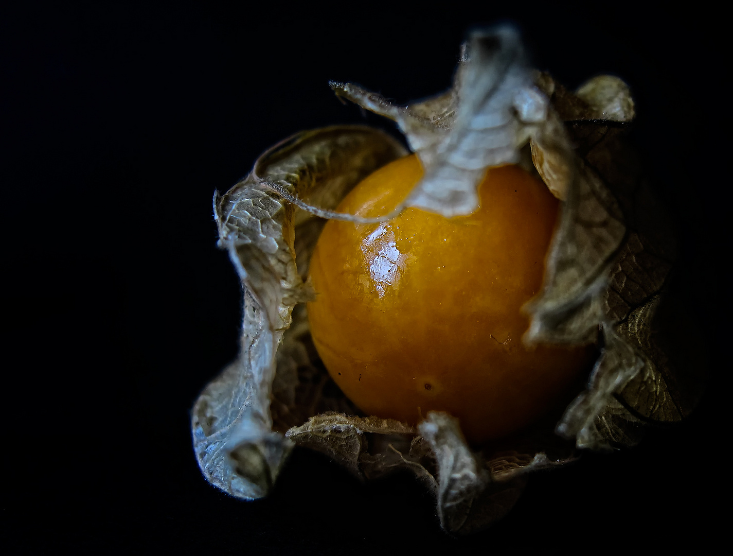 Physalis