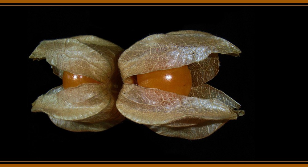 --- Physalis ---