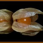 --- Physalis ---