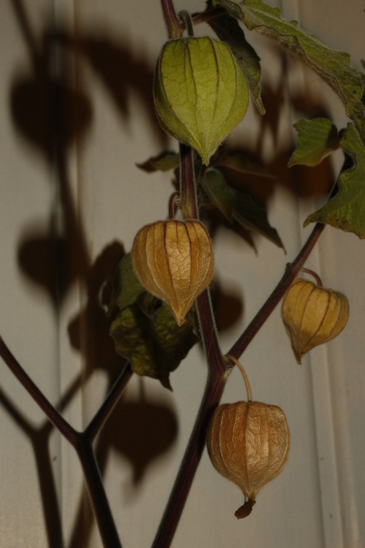 Physalis