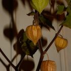 Physalis