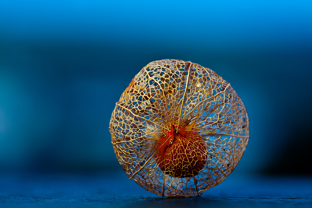 Physalis