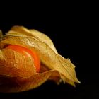 Physalis