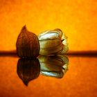 Physalis