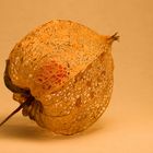 Physalis