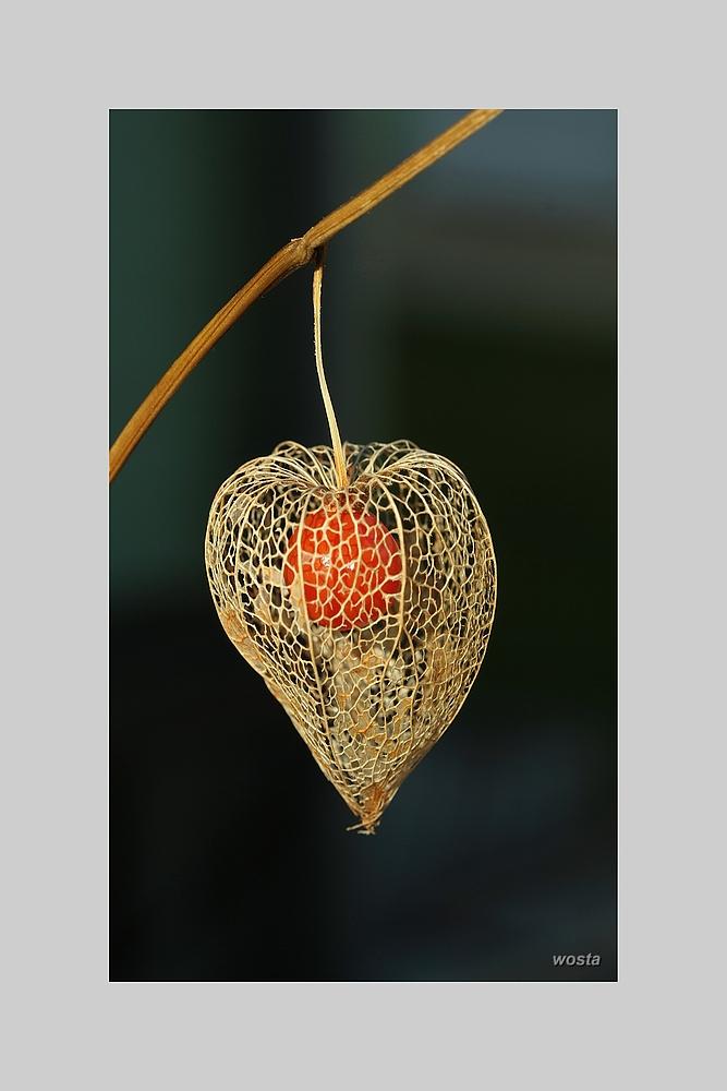 Physalis 2