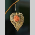 Physalis 2