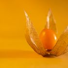 Physalis 2