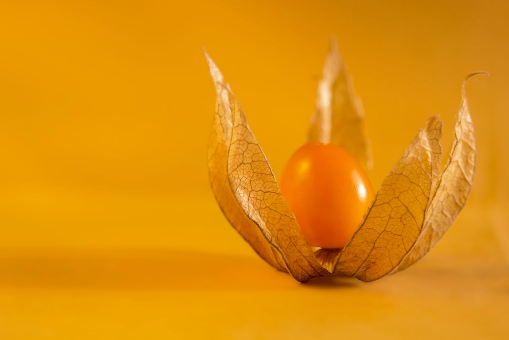 Physalis 2