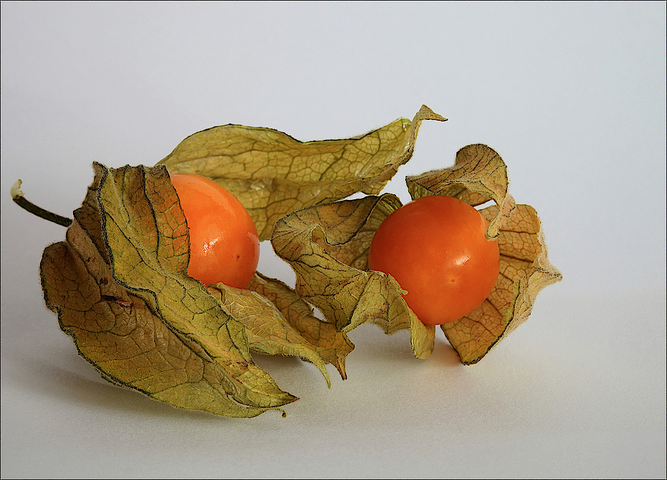 Physalis (2)