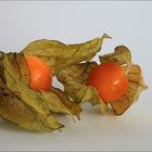 Physalis (2)