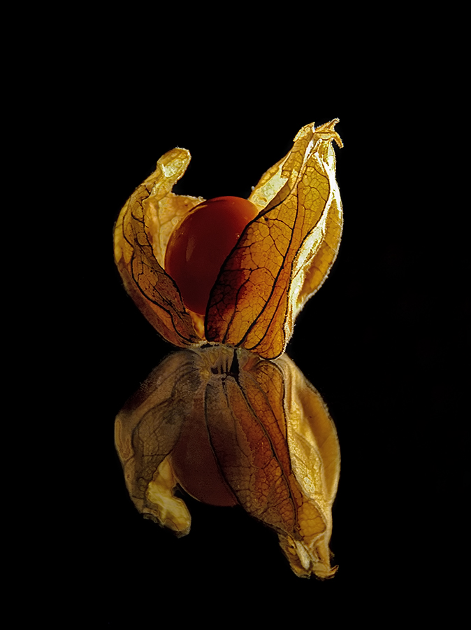 Physalis 2