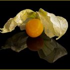 Physalis 2