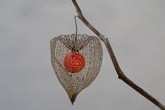 PHYSALIS 2