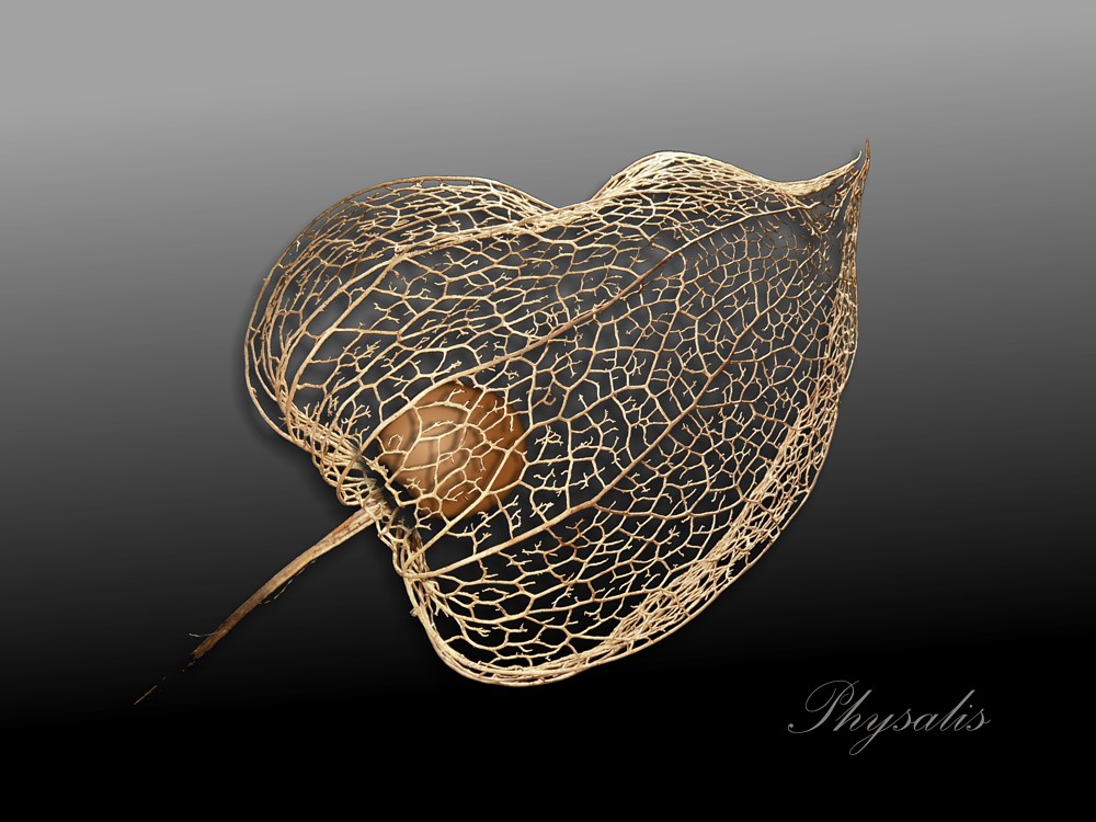 Physalis 2