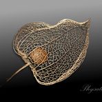 Physalis 2