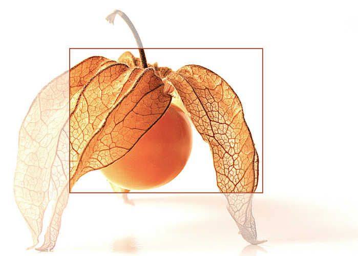 Physalis 2