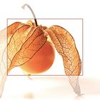 Physalis 2