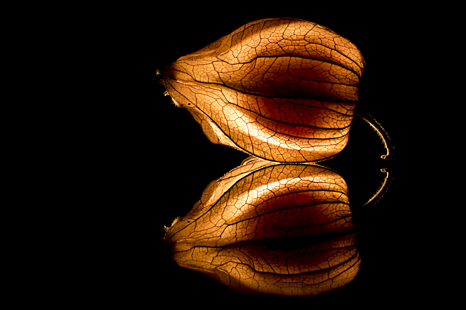 Physalis #2