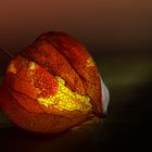 Physalis 2021-11-07