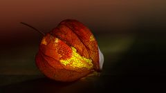 Physalis 2021-11-07