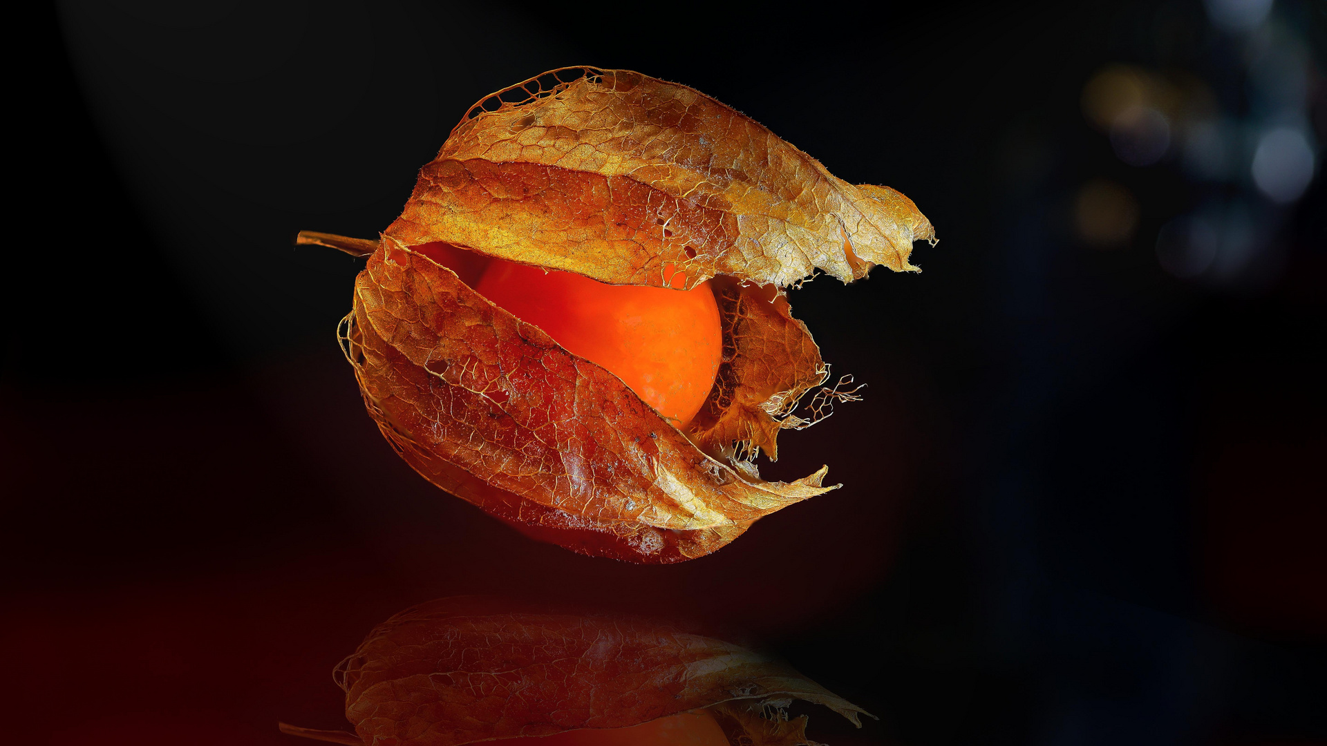 Physalis 2022-11-10-3