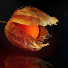 Physalis 2022-11-10-3