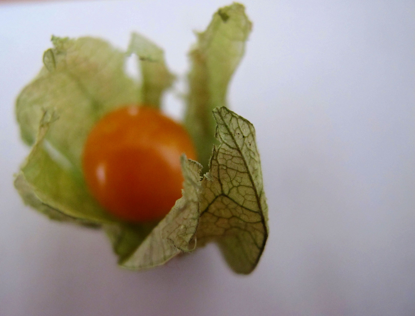 Physalis....