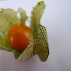 Physalis....