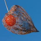 Physalis