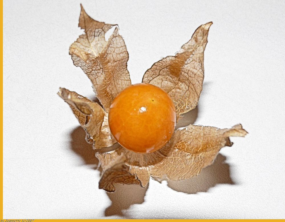 Physalis