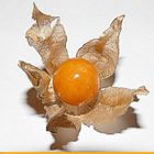 Physalis