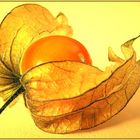 Physalis