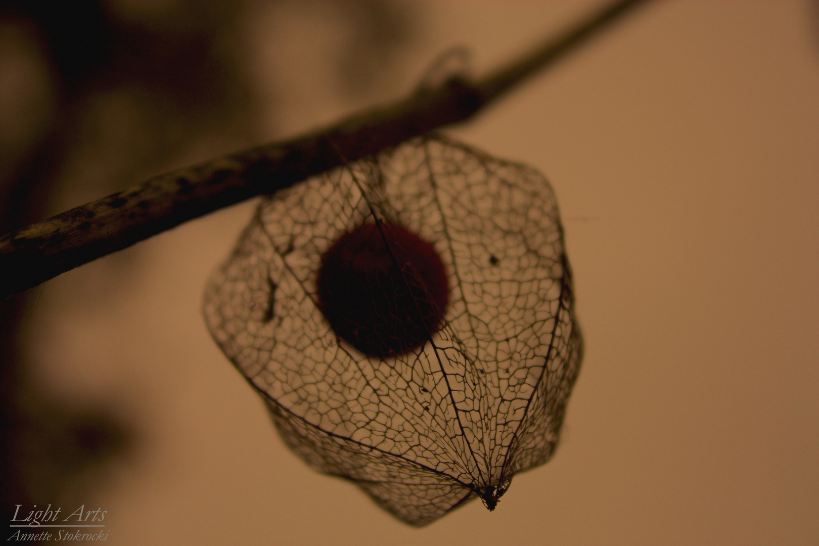 Physalis