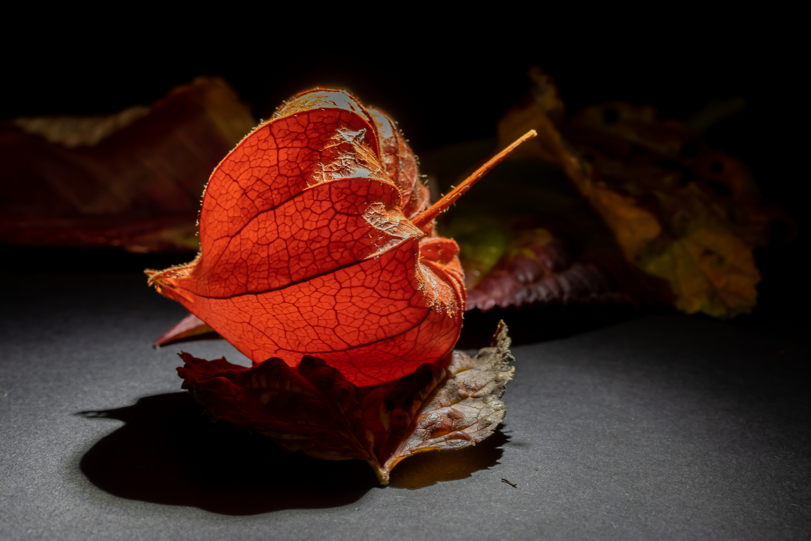 Physalis