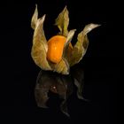 Physalis 25