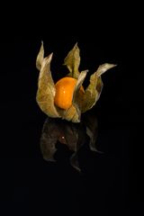 Physalis 25