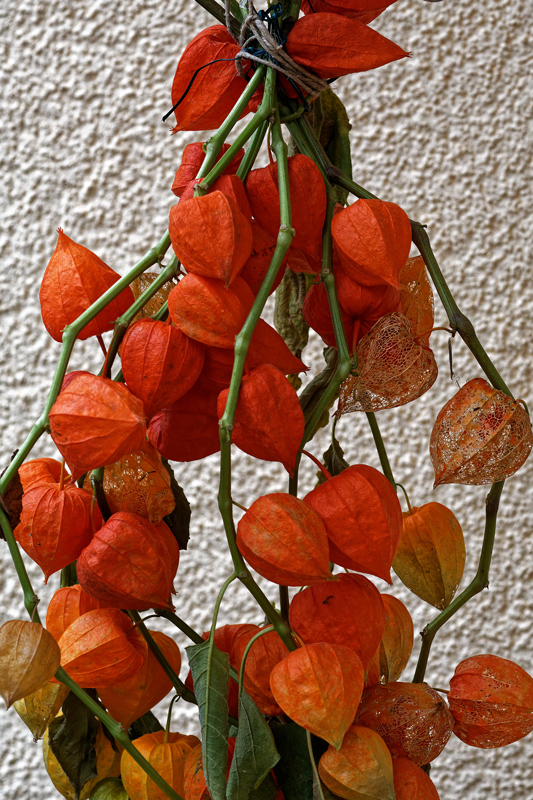 PHYSALIS